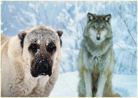 /album/fotogaleria/kangal-vs-vlk-jpg/